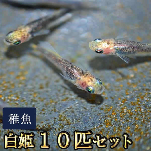 メダカ 白姫 はくひめ めだか 未選別 稚魚 Ss Sサイズ 10匹セット 限定大特価 Hakuhimess10 めだか物語ヤフーショップ 通販 Yahoo ショッピング