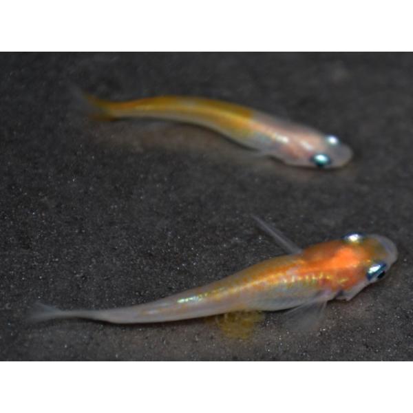 メダカ 白黄みゆき 幹之 めだか 未選別 稚魚 Ss Sサイズ 10匹セット Buyee Buyee Japanese Proxy Service Buy From Japan Bot Online