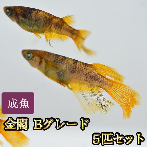 メダカ / 金閣めだか Bグレード 5匹セット