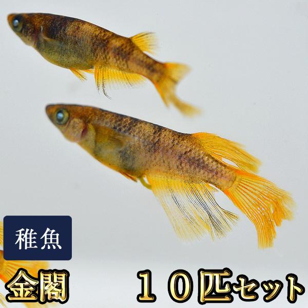 メダカ / 金閣めだか 未選別 稚魚 SS-Sサイズ 10匹セット