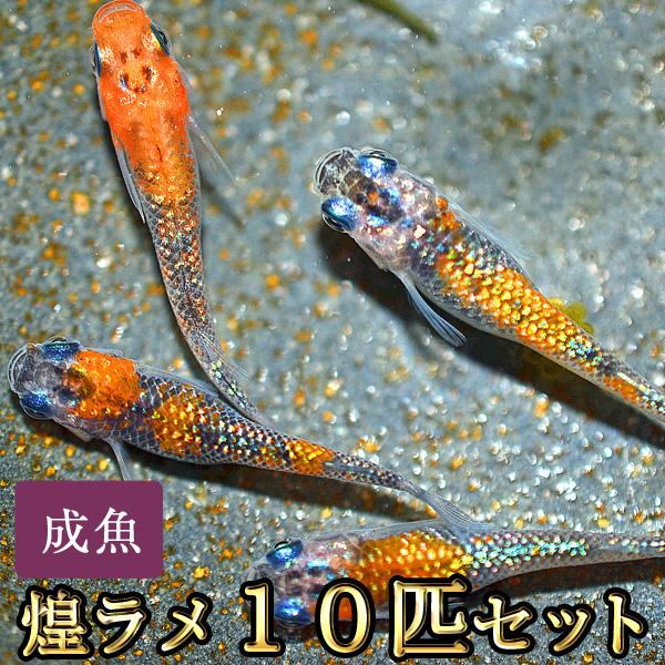 メダカ / 煌ラメめだか 10匹セット / きらめきラメ