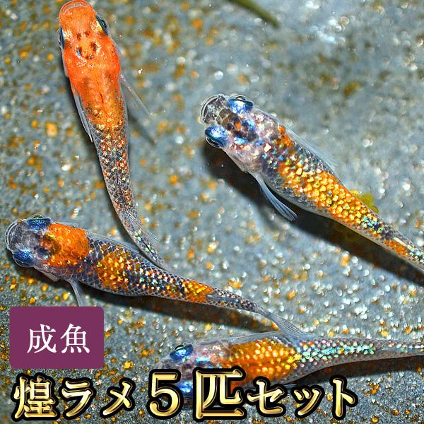 メメ 1078305 REAMIDE メッシュ[生地] 瀧定名古屋/オークラ商事