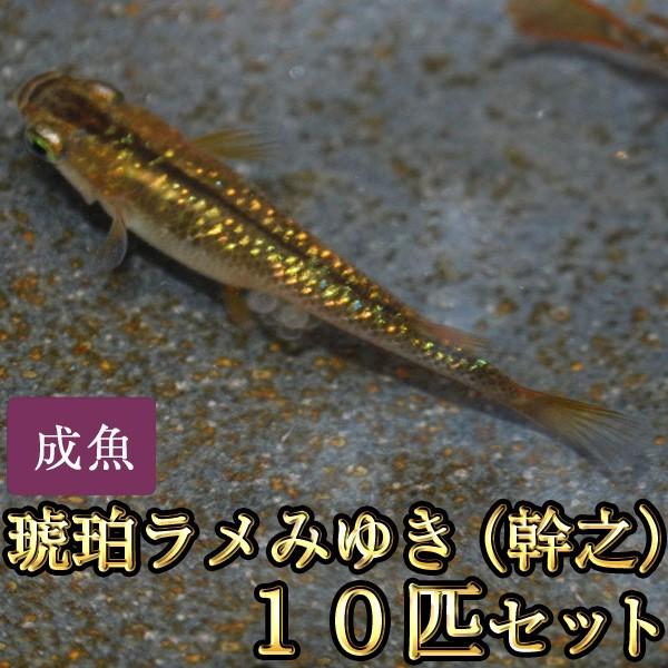 メダカ / 琥珀ラメみゆき（幹之）めだか 虹色ラメ 10匹セット