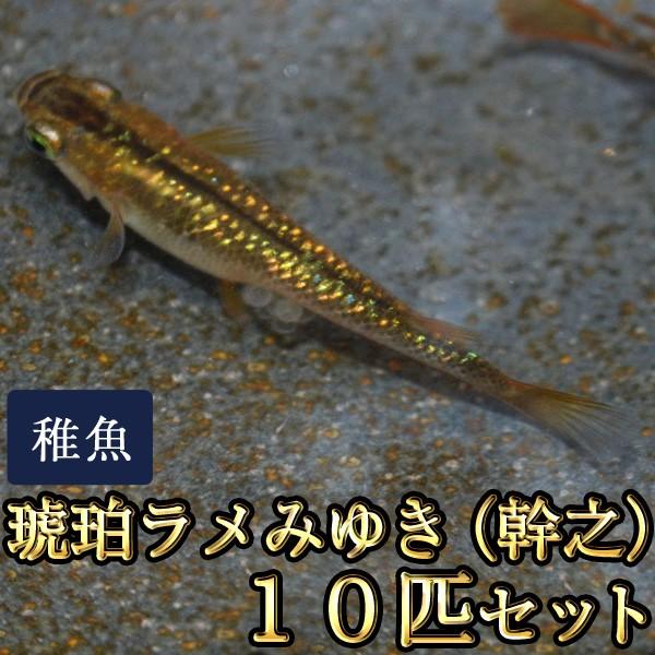 メダカ / 琥珀ラメみゆき（幹之）めだか 虹色ラメ 未選別 稚魚 SS-Sサイズ 10匹セット