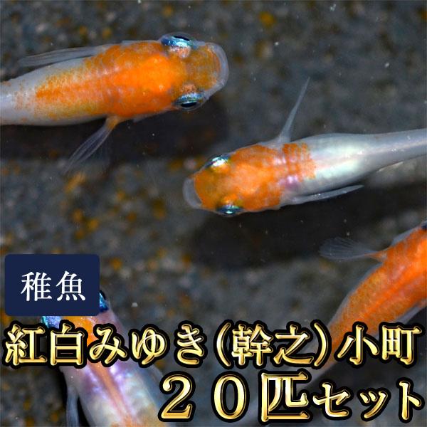 メダカ / 送料無料　紅白みゆき（幹之）めだか 未選別 稚魚 SS-Sサイズ 20匹セット / 小町　（※沖縄は別途送料必要 ）