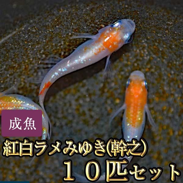 メダカ / 新系統 / 紅白ラメみゆき（幹之）めだか 虹色ラメ 10匹セット