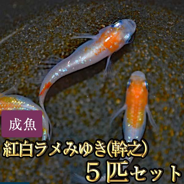 メダカ / 新系統 / 紅白ラメみゆき（幹之）めだか 虹色ラメ 5匹セット