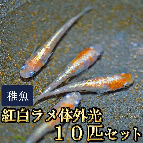 メダカ / 紅白ラメ体外光めだか 未選別 稚魚 SS-Sサイズ 10匹セット