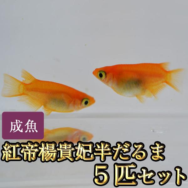 メダカ / 紅帝楊貴妃半だるまめだか 5匹セット