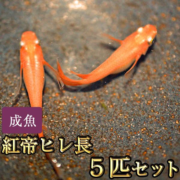 メダカ / 紅帝ヒレ長めだか 5匹セット