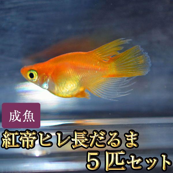 メダカ / 紅帝ヒレ長だるまめだか 5匹セット : めだか物語ヤフー