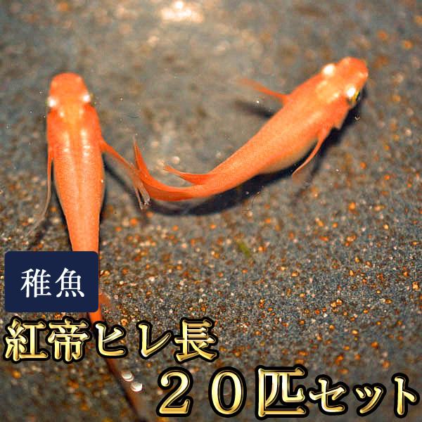 メダカ / 送料無料　紅帝ヒレ長めだか 未選別 稚魚 SS-Sサイズ 20匹セット　（※沖縄は別途送料必要 ）