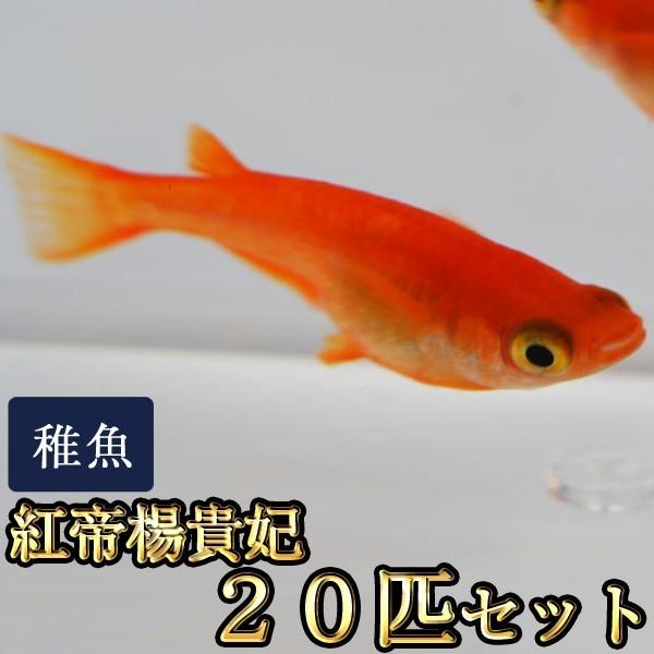 メダカ / 送料無料　紅帝楊貴妃めだか 稚魚 SS-Sサイズ 20匹セット　（※沖縄は別途送料必要）