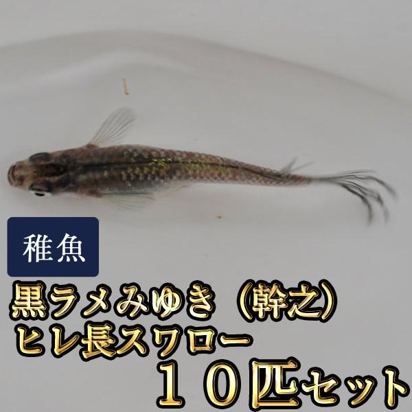 メダカ 黒ラメみゆき 幹之 ヒレ長スワローめだか 未選別 稚魚 Ss Sサイズ 10匹セット Kuroramemiswallowss10 めだか物語ヤフーショップ 通販 Yahoo ショッピング