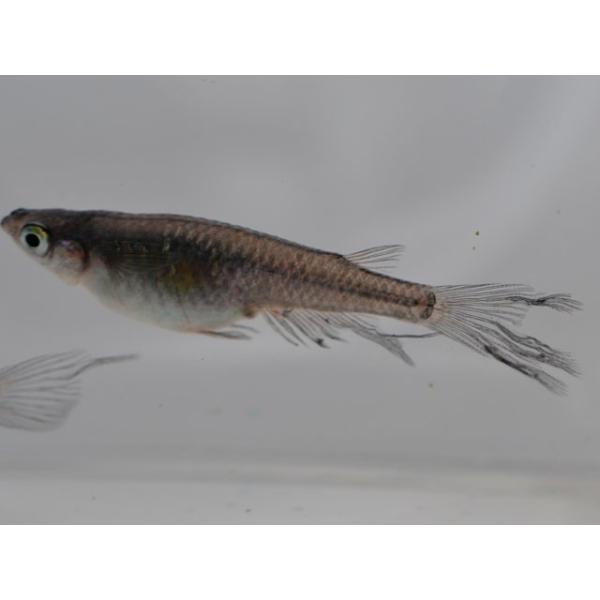 メダカ 黒ラメみゆき 幹之 ヒレ長スワローめだか 未選別 稚魚 Ss Sサイズ 10匹セット Buyee Buyee 提供一站式最全面最專業現地yahoo Japan拍賣代bid代拍代購服務 Bot Online