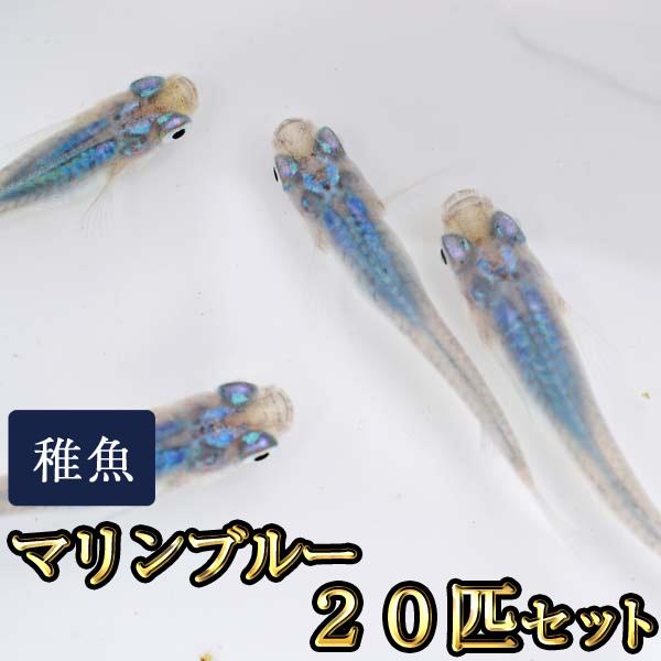 【特徴】写真は親めだかです。成長すると写真のようになります。（個体差あり）マリンブルー色のめだかです。【サイズ】生後約1.5ヶ月程度（約１０〜１５ｍｍ程度）　※季節や在庫状況によりサイズは若干異なります。【発送について】魚用ビニール袋に入れ...