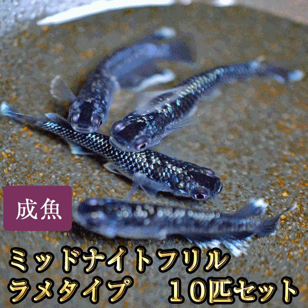 メダカ / ミッドナイトフリルめだか ラメタイプ 10匹セット
