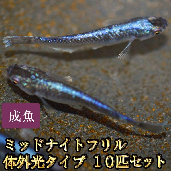 ミッドナイトフリル体外光タイプ　めだか 楽天市場】（めだか）ミッドナイトフリル 体外光タイプ（3匹