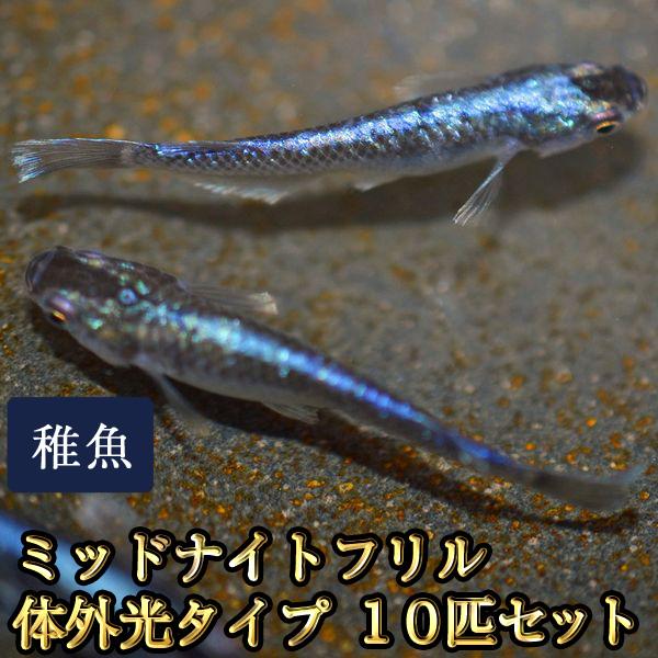メダカ / ミッドナイトフリルめだか 体外光タイプ 未選別 稚魚 SS-Sサイズ 10匹セット
