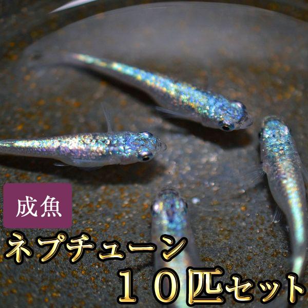 メダカ / ネプチューンめだか 10匹セット