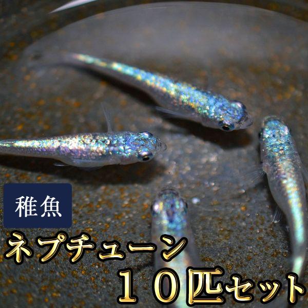 【特徴】写真は親めだかです。ラメ鱗の密度が高い系統で、頭部の青味が強いのが特徴のめだかです。小さいサイズの未選別の個体になりますので、体色やラメの特徴などが出ていない個体が含まれる場合があります。未選別の状態で梱包しますので、すべてが写真の...