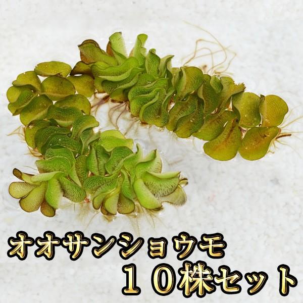 オオサンショウモ 10株セット / めだかの飼育に