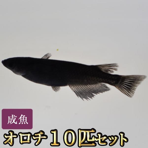 メダカ / オロチめだか 10匹セット