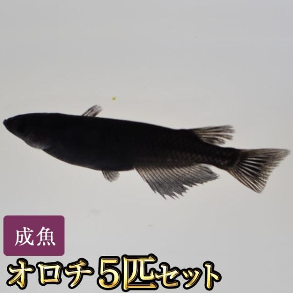 メダカ / オロチめだか 5匹セット