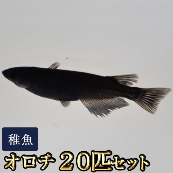 メダカ / 送料無料　オロチめだか 未選別 稚魚 SS-Sサイズ 20匹セット　（※沖縄は別途送料必要 ）