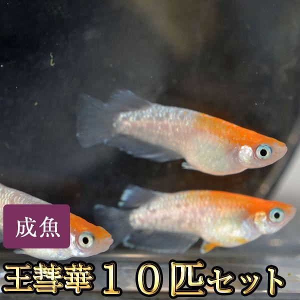 メダカ / 王彗華めだか 10匹セット / おうすいか