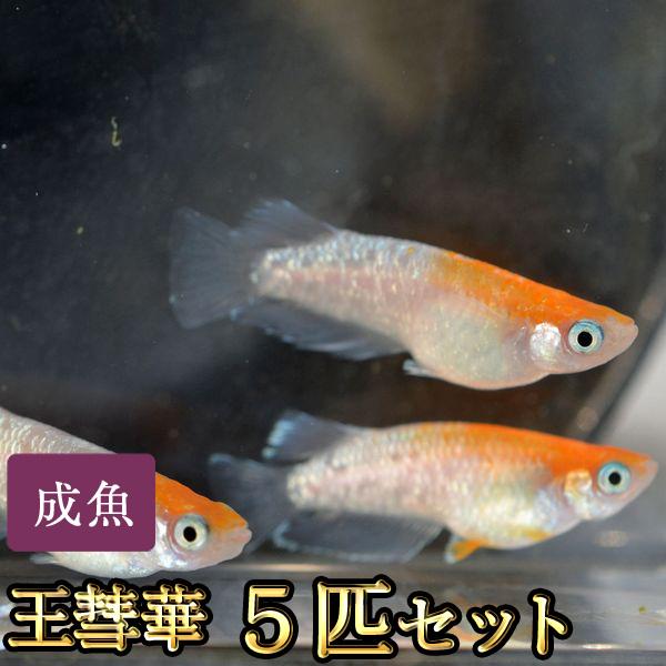 メダカ / 王彗華めだか 5匹セット / おうすいか