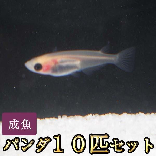 メダカ / パンダめだか 10匹セット