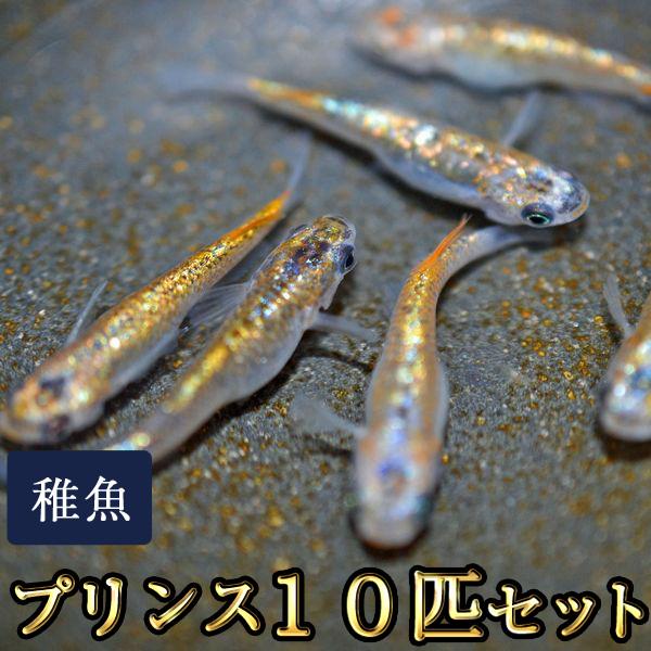 メダカ稚魚10匹 メダカ / プリンスめだか 未選別 稚魚 SS-Sサイズ 10匹セット : めだか