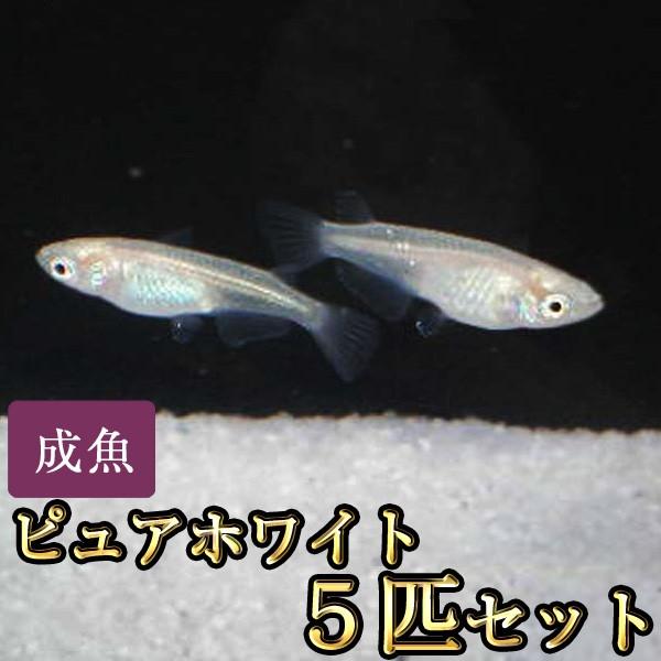 メダカ ピュアホワイトめだか 5匹セット Pw5 めだか物語ヤフーショップ 通販 Yahoo ショッピング