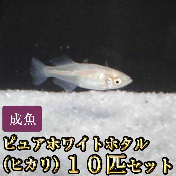 メダカ / ピュアホワイトホタル（ヒカリ）めだか 10匹セット