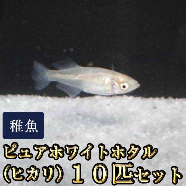 メダカ / ピュアホワイトホタル（ヒカリ）めだか 稚魚 SS-Sサイズ 10匹セット