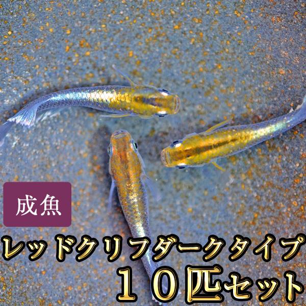 メダカ / レッドクリフめだか ダークタイプ 10匹セット