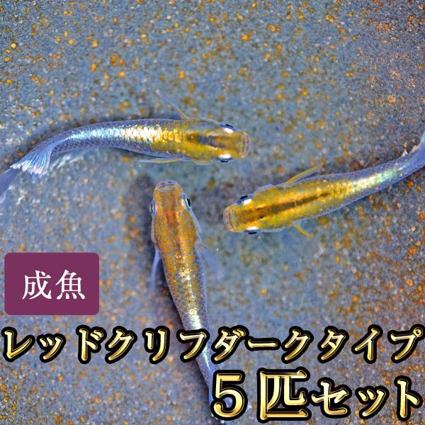 レッドクリフダークタイプ 垂水様直系　幼魚ランダム5匹 メダカ / レッドクリフめだか ダークタイプ 5匹セット : めだか物語