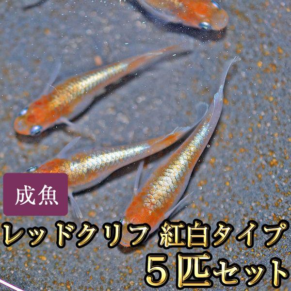 メダカ / レッドクリフめだか 紅白タイプ 5匹セット