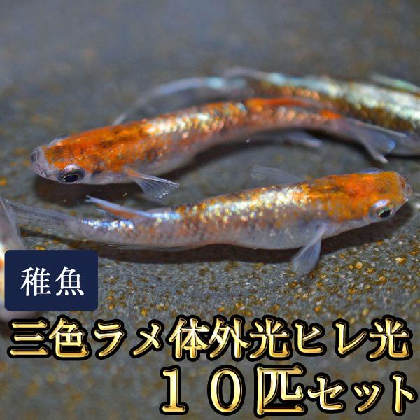 メダカ / 三色ラメ体外光ヒレ光めだか 未選別 稚魚 SS-Sサイズ 10匹セット
