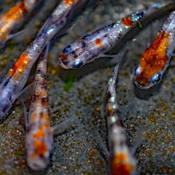 メダカ 新系統 三色ラメみゆき 幹之 めだか 虹色ラメ F1 選別漏れ 5匹セット Buyee 日本代购平台 产品购物网站大全 Buyee一站式代购 Bot Online