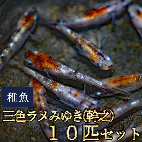 メダカ 新系統 三色ラメみゆき 幹之 めだか 虹色ラメ 未選別 稚魚 Ss Sサイズ 10匹セット Sanshokuramemiss10 めだか物語ヤフーショップ 通販 Yahoo ショッピング