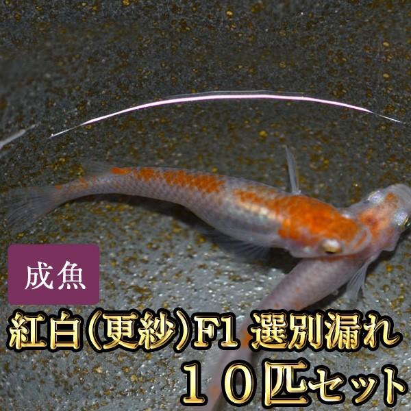 メダカ / 紅白めだか（更紗）F1 選別漏れ 10匹セット