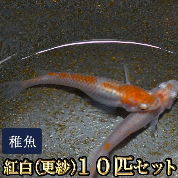 メダカ / 紅白めだか 未選別 稚魚 SS-Sサイズ 10匹セット / 更紗