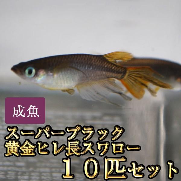 メダカ / スーパーブラック黄金ヒレ長スワローめだか 10匹セット / 晴信