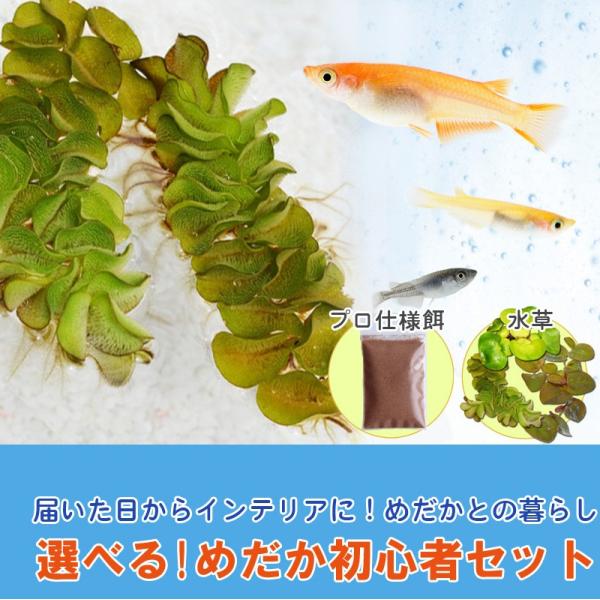 メダカ / 送料無料 選べる！めだか 初心者セット メダカ10匹 水草 エサ