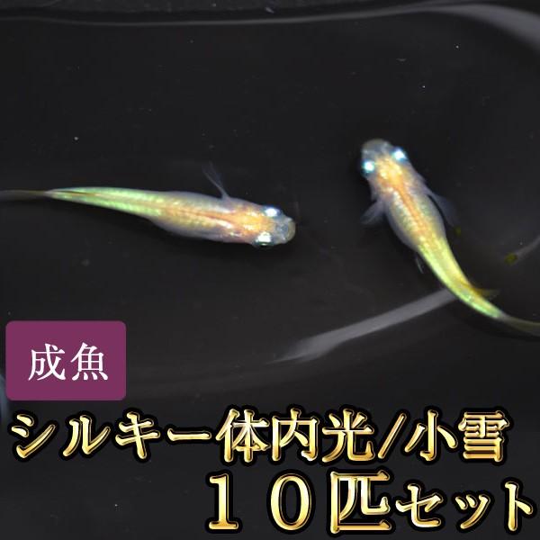 メダカ 小雪 シルキー体内光めだか 10匹セット Silkytainai10 めだか物語ヤフーショップ 通販 Yahoo ショッピング