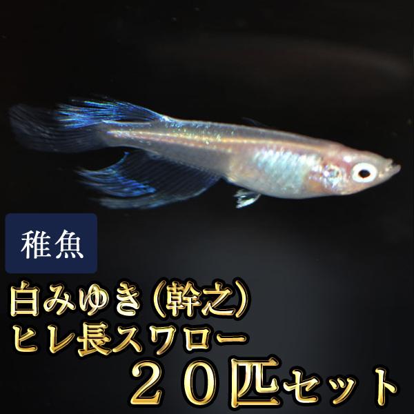 メダカ / 送料無料　白みゆき（幹之）ヒレ長スワローめだか 松井系 未選別 稚魚 SS-Sサイズ 20匹セット　（※沖縄は別途送料必要 ）
