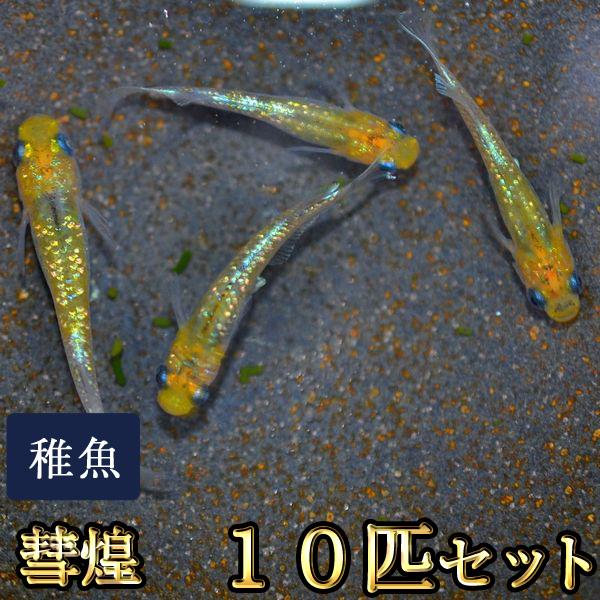 メダカ / 彗煌めだか 未選別 稚魚 SS-Sサイズ 10匹セット / すいこう