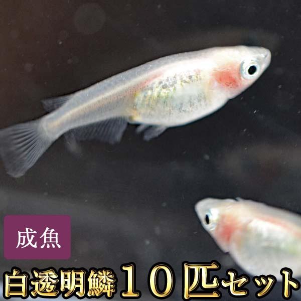 メダカ / 白透明鱗めだか 10匹セット / 紅ほっぺ